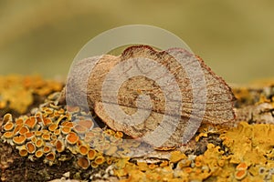 Closeup of the Cork-oak Lappet moth, Phyllodesma suberifolia