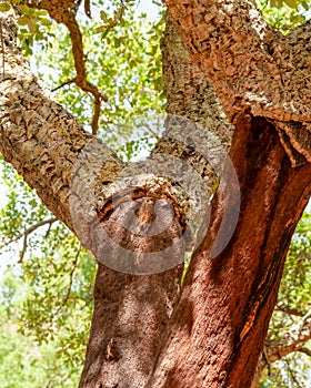 Closeup of cork oak (Quercus suber) in sunlight
