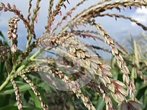 Closeup of a corn flower