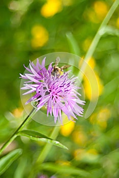 Closeup of corn-flower with bee
