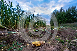 Closeup of Corn in Freshly Cultivated Organic Corn Field for Biomass on Cloudy Summer Evening with Sunset Colors