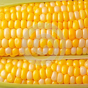 Closeup of corn kernels in a row on fresh cobs