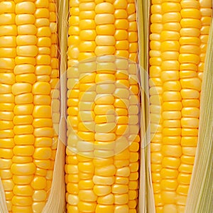 Closeup of corn kernels in a row on fresh cobs