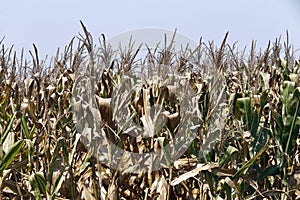 Closeup of corn plants with ear, ready for harvest photo