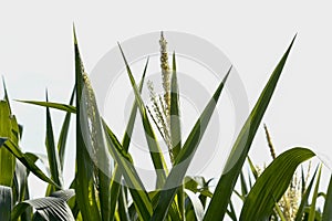 Closeup of corn plants with tassel photo