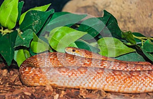 Closeup of a corn snake