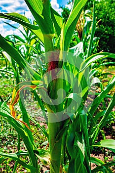 Closeup corn on the stalk in the corn field