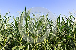 Closeup Corn on the stalk