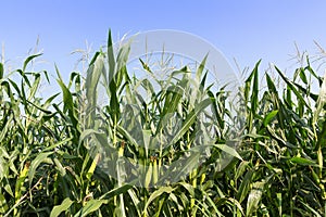 Closeup Corn on the stalk