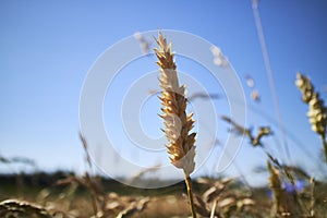 Closeup of a corn straw in a field