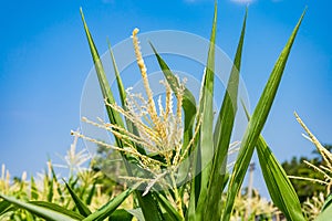 Closeup of cornfield with corn ear and silk growing on cornstalk. Concept of crop health, pollination and fertilization