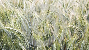 Closeup of cornfield in the wind