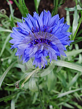 Closeup of cornflower - shallow focus depth.