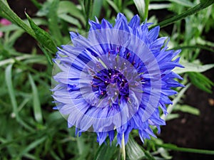 Closeup of cornflower - shallow focus depth.