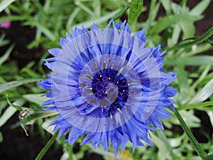 Closeup of cornflower - shallow focus depth.