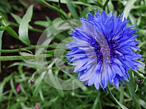 Closeup of cornflower - shallow focus depth.