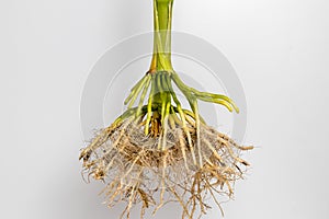 Closeup of cornstalk root system of corn plant isolated on white background