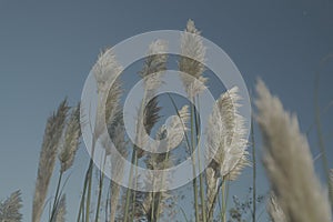 Closeup of Cortaderia plants with a blu seky in the background