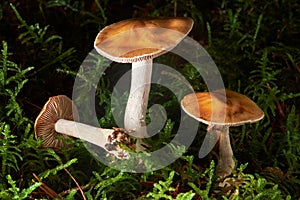 Closeup of Cortinarius collinitus, commonly known as blue-girdled webcap mushroom.