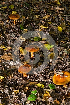 A closeup of Cortinarius triumphans, in a natural environment against the background of the forest