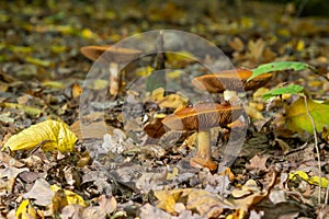 A closeup of Cortinarius triumphans, in a natural environment against the background of the forest