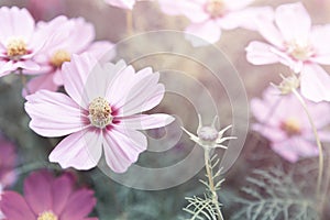 Closeup cosmos flower garden, vintage tone style, outdoor day light