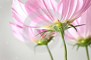 Closeup of cosmos flowers