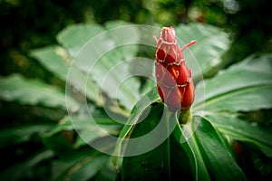 Closeup of a Costus flower bud.