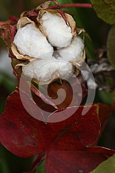 Closeup of cotton bolls after the flower capsule has burst open.