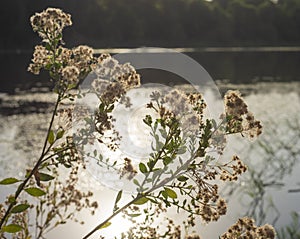 Closeup of cotton grass by river water with sun on water