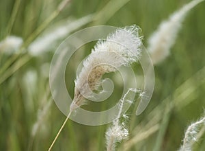 Closeup of cotton grass seed head