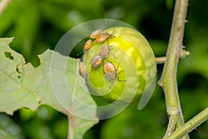 Cotton Stink Bugs On A Tropical Soda Apple