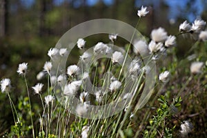 Closeup of cottongrass on marshland