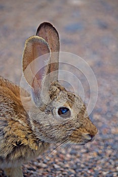 Closeup of Cottontail Rabbit head/ears