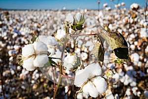 Closeup of Cottown Bowl, Cotton Field in Texas