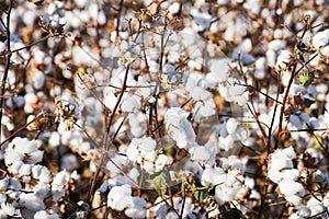 Closeup of Cottown Bowl, Cotton Field in Texas