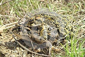 Closeup on a couple of adult western toad , Anaxyrus boreas in amplexus during breeding period photo