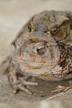 Closeup on a a couple of common European toad, Bufo bufo in copulation the garden