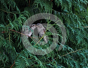 Closeup of a couple of cute love birds on a tree branch