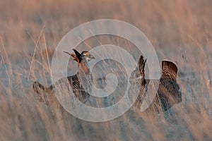 Closeup of a couple of lesser prairie chickens, Tympanuchus pallidicinctus. photo