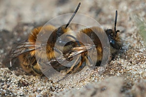 Closeup on a couple of Vernal colletes, Colletes cunicularius