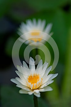 Closeup of couple of white lotus floating on water