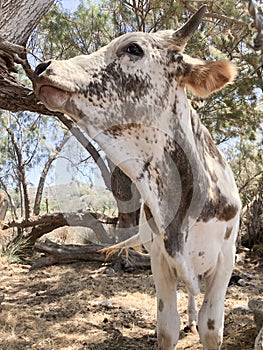 closeup cow animal in the cattle ranch farm