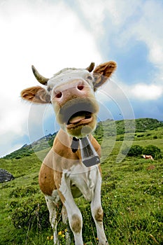 Closeup of cow with bell