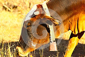 Closeup of a cow grazing in a grassy field