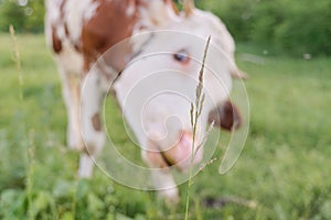 Closeup of cow grazing in meadow. Focus on plant, cow is out of focus