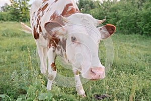 Closeup of cow grazing in meadow, sunny summer day brown white cow