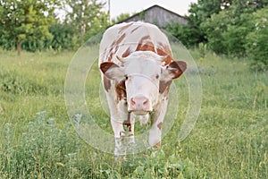 Closeup of cow grazing in meadow, sunny summer day brown white cow