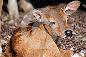 Closeup of a cow lying on the ground in sunlight