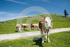 Closeup Cow in the mountain